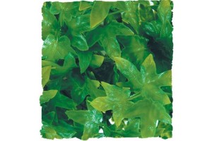 Congo Ivy